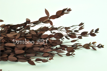 PLANTE NATURALE STABILIZATE - EUCALIPT PARVIFOLIA STABILIZAT, ROSU