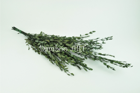 EUCALIPT PARVIFOLIA STABILIZAT, VERDE [1]