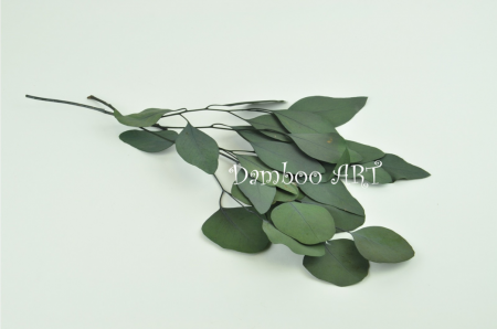 EUCALIPT POPULUS STABILIZAT, VERDE [1]