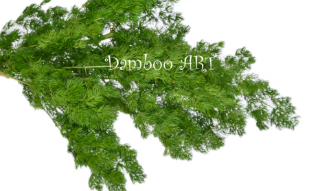 FLORI SI PLANTE - Feriga naturala stabilizata Ming Verde