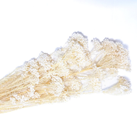 FLORI SI PLANTE - FLOARE DE OREZ CRIOGENATA PREMIUM, ALBA (RICE FLOWER) - 100 gr