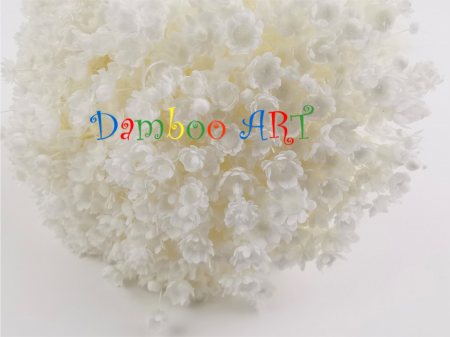 Glixia Marcela Premium, Alba [1]