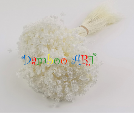 FLORI SI PLANTE - Glixia Marcela Premium, Alba