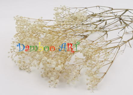 Gypsophilla Criogenata Alba [1]