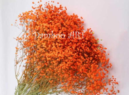 FLORI SI PLANTE - GYPSOPHILLA CRIOGENATA ORANGE EXTRA