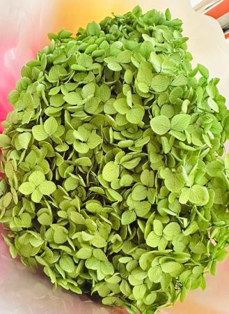 FLORI SI PLANTE - HORTENSIE CRIOGENATA VERDE DESCHIS CU PETALE MICI - 20-30 cm