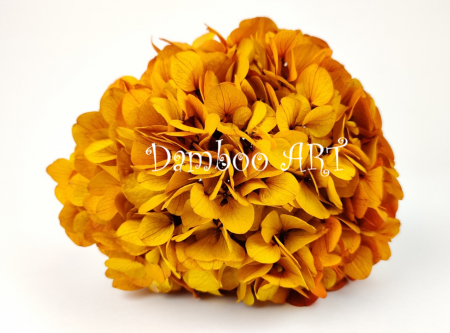 HORTENSIE NATURALA STABILIZATA PREMIUM PETALE MARI - GALBEN/ORANGE [0]