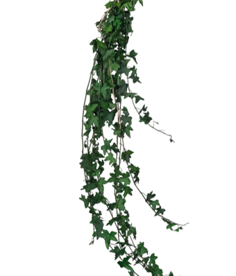 PLANTE NATURALE STABILIZATE - IEDERA NATURALA STABILIZATA XL - 100-120 CM
