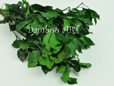 PLANTE NATURALE STABILIZATE - IEDERA STABILIZATA CU FRUCTE VERDE