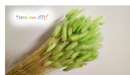 LAGURUS DIVERSE CULORI - 100 gr [4]