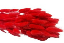 LAGURUS DIVERSE CULORI - 100 gr [14]
