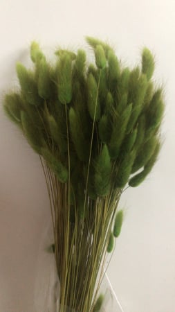 LAGURUS DIVERSE CULORI - 100 gr [10]