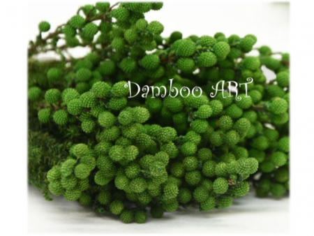 LANUGINOSA NATURALA STABILIZATA VERDE [1]
