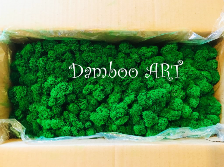 Licheni fara radacina, curatati Verde Smarald - 500 gr [1]