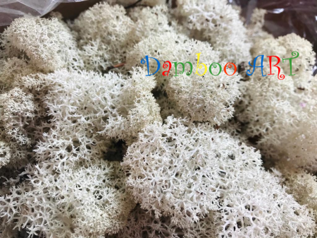 LICHENI CU RADACINA - Licheni naturali stabilizati, cu radacina, Culoare Alb Cream