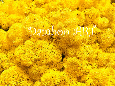 LICHENI CU RADACINA - Licheni naturali stabilizati, cu radacina, Culoare Galben Lime