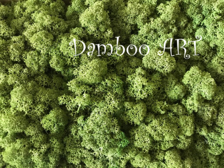 LICHENI CU RADACINA - Licheni Verde Mediu - 250 gr