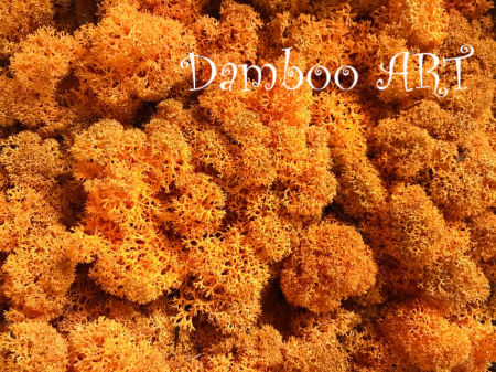 LICHENI SI MUSCHI - Licheni stabilizati - Culoare Orange