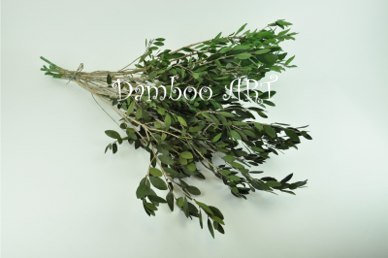 PLANTE NATURALE STABILIZATE - MASLIN NATURAL STABILIZAT