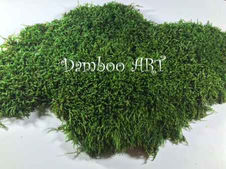 LICHENI SI MUSCHI - MUSCHI PREMIUM NATURAL STABILIZAT PLAT, VERDE NATUR