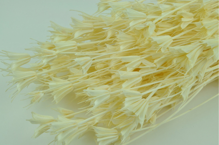 FLORI NATURALE USCATE - NIGELLA PREMIUM NATURALA ALBA - 100 gr