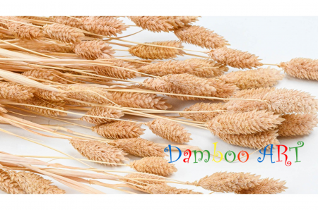 PHALARIS PREMIUM BUCHET MARE 150 GR [1]