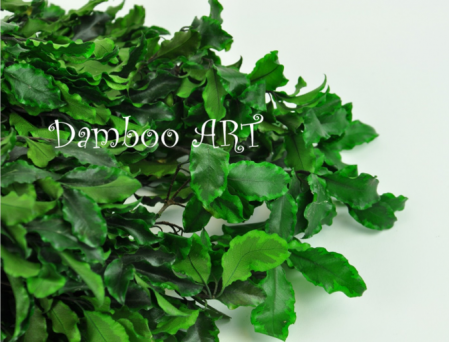 PITTOSPORUM NATURAL STABILIZAT VERDE [1]