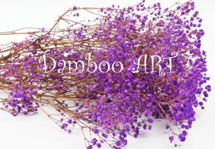 Gypsophilla Criogenata Mov [1]
