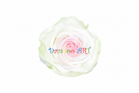 TRANDAFIRI CRIOGENATI - ROSA PREMIUM CRIOGENAT BICOLOR ALB/ROZ, 8-8.5 CM