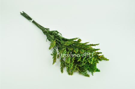 FLORI SI PLANTE - SOLIDAGO NATURAL STABILIZAT, VERDE