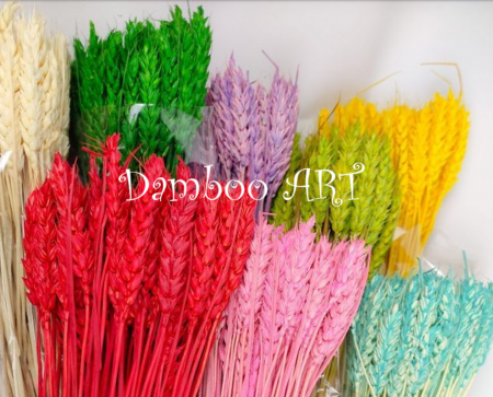 FLORI NATURALE USCATE - SPIC DE GRAU TRITICUM - DIVERSE CULORI