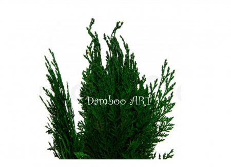 PLANTE NATURALE STABILIZATE - THUIA NATURAL STABILIZAT