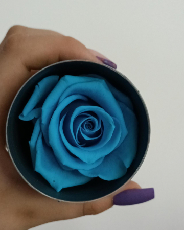 FLORI SI PLANTE - TRANDAFIR CRIOGENAT MARE BRIGHT BLEU