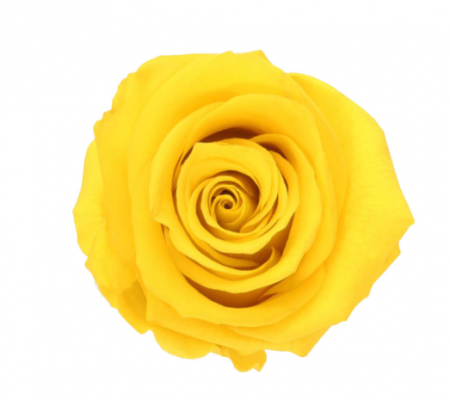 %LICHIDARE STOC% - TRANDAFIR CRIOGENAT MARE BRIGHT YELLOW