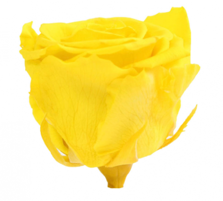 TRANDAFIR CRIOGENAT MARE BRIGHT YELLOW [1]