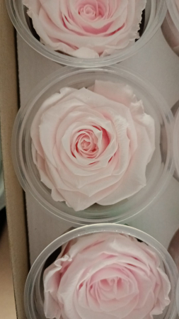 FLORI SI PLANTE - TRANDAFIR CRIOGENAT MARE LIGHT PINK