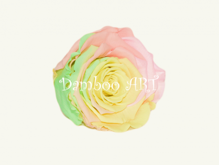 FLORI SI PLANTE - TRANDAFIR CRIOGENAT MARE, RAINBOW PASTEL YELLOW