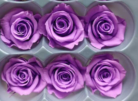 %LICHIDARE STOC% - TRANDAFIR CRIOGENAT MEDIU BRIGHT PURPLE