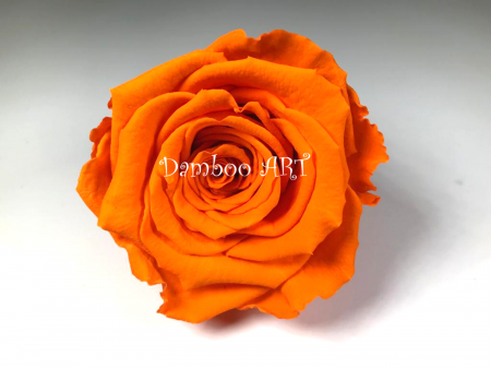 FLORI SI PLANTE - TRANDAFIR CRIOGENAT MARE, ORANGE