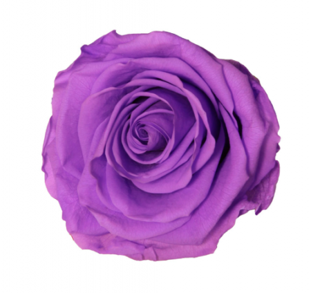 FLORI SI PLANTE - TRANDAFIR CRIOGENAT ROSA STANDARD - 5-5.5 CM - BRIGHT LILIAC