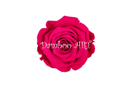 FLORI SI PLANTE - TRANDAFIR MARE CRIOGENAT ROZ CRIMSON