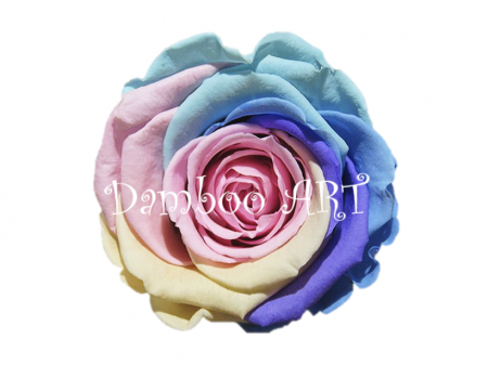 FLORI SI PLANTE - TRANDAFIR CRIOGENAT MARE RAINBOW, PASTEL CANDY