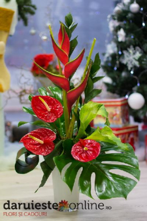 Produse - Aranjament flori exotice Craciun