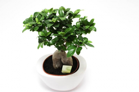 Bonsai - Bonsai Ficus Ginseng 40cm