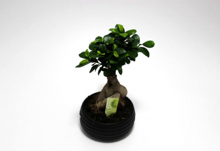 Bonsai - Bonsai Ficus Ginseng 30cm