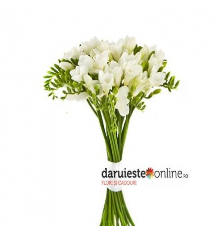 8 Martie - Buchet 21 frezii