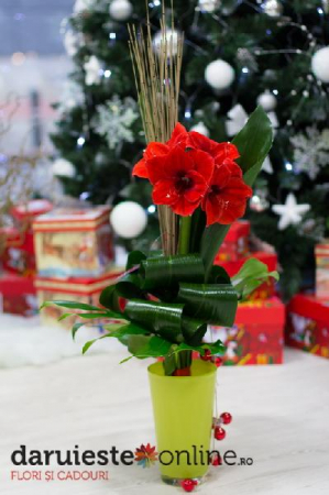 Produse - Buchet amarillys de Craciun