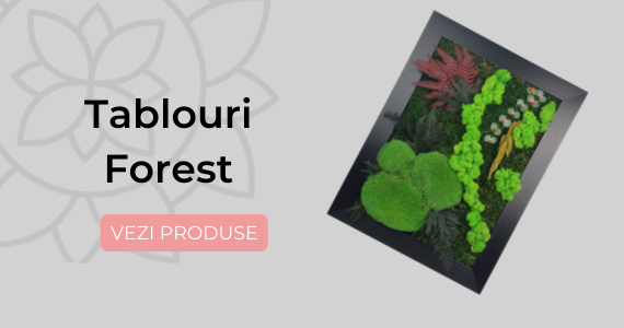 Tablouri licheni stabilizati_Decor cu viata