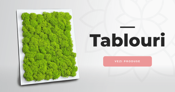 Tablouri licheni stabilizati_Decor cu viata