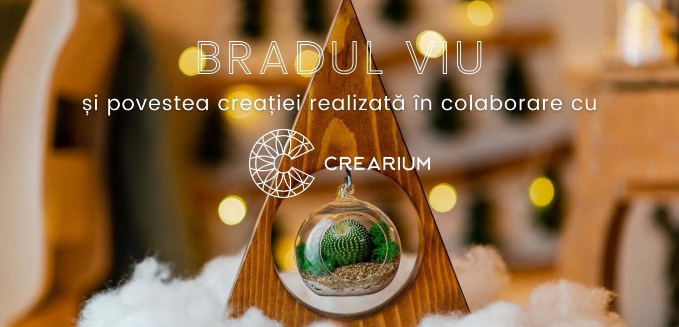 Bradul Viu și povestea creației realizată în colaborare cu CREARIUM